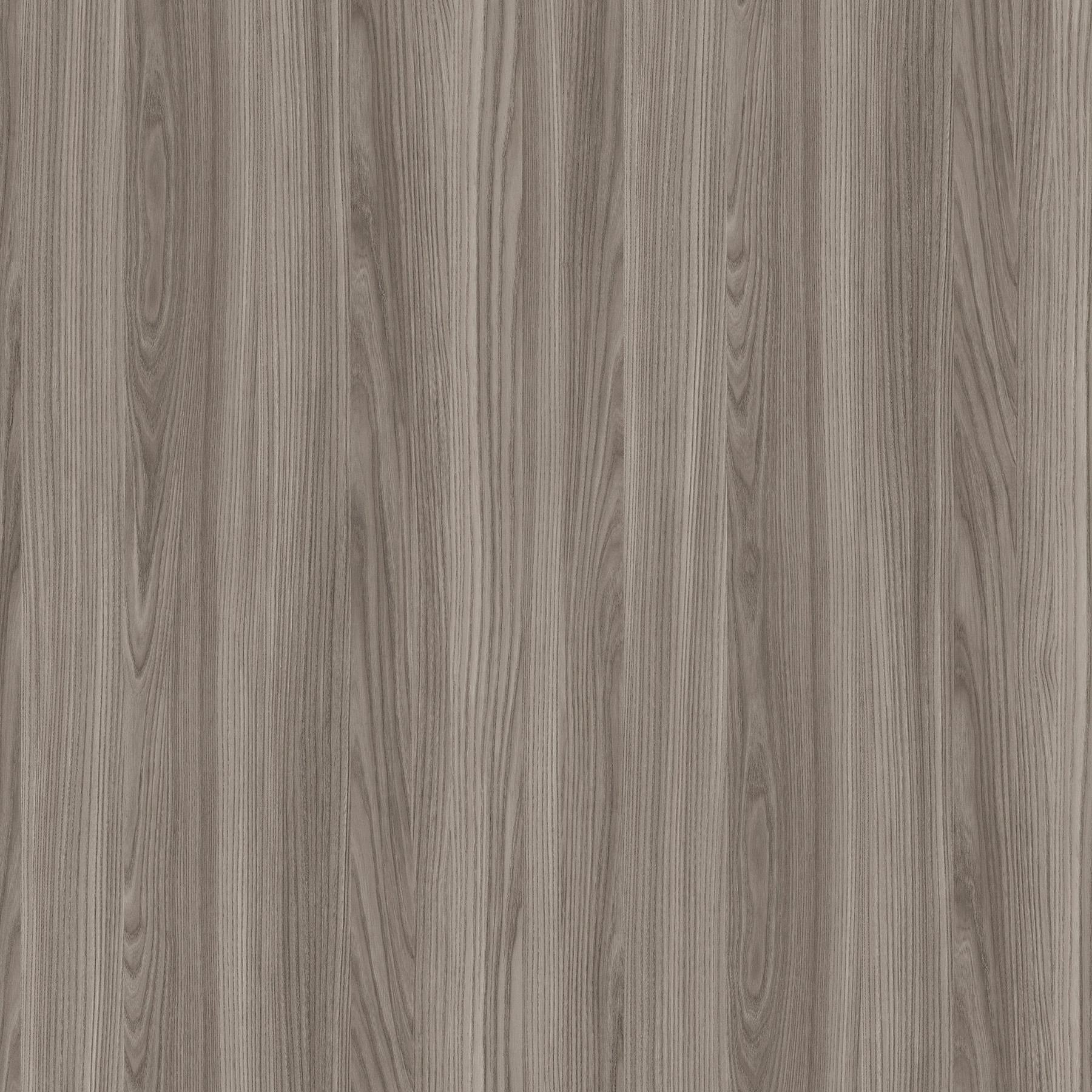 Olmo Grigio